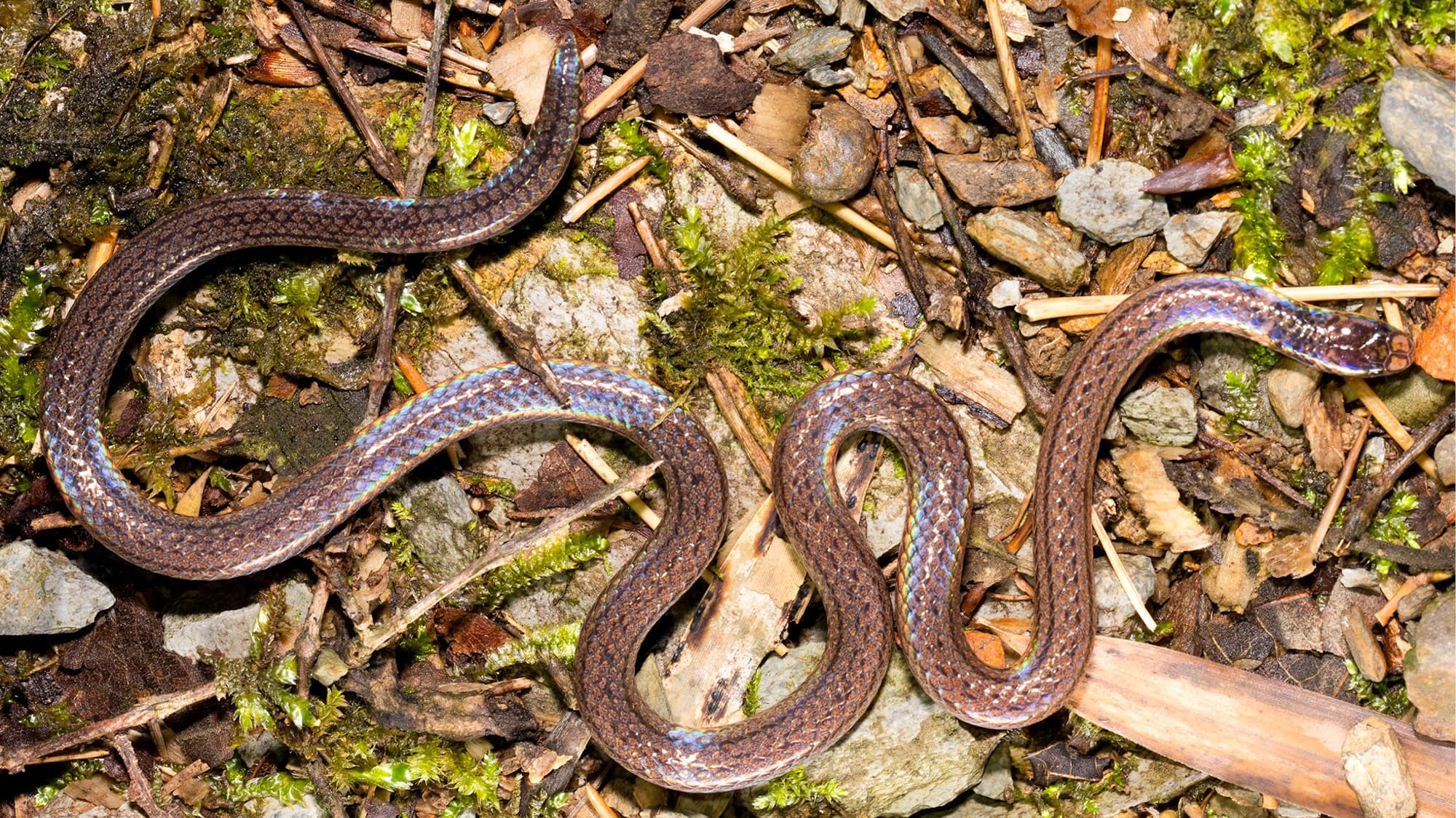 Nature's clever trick: Meet the two-headed snake