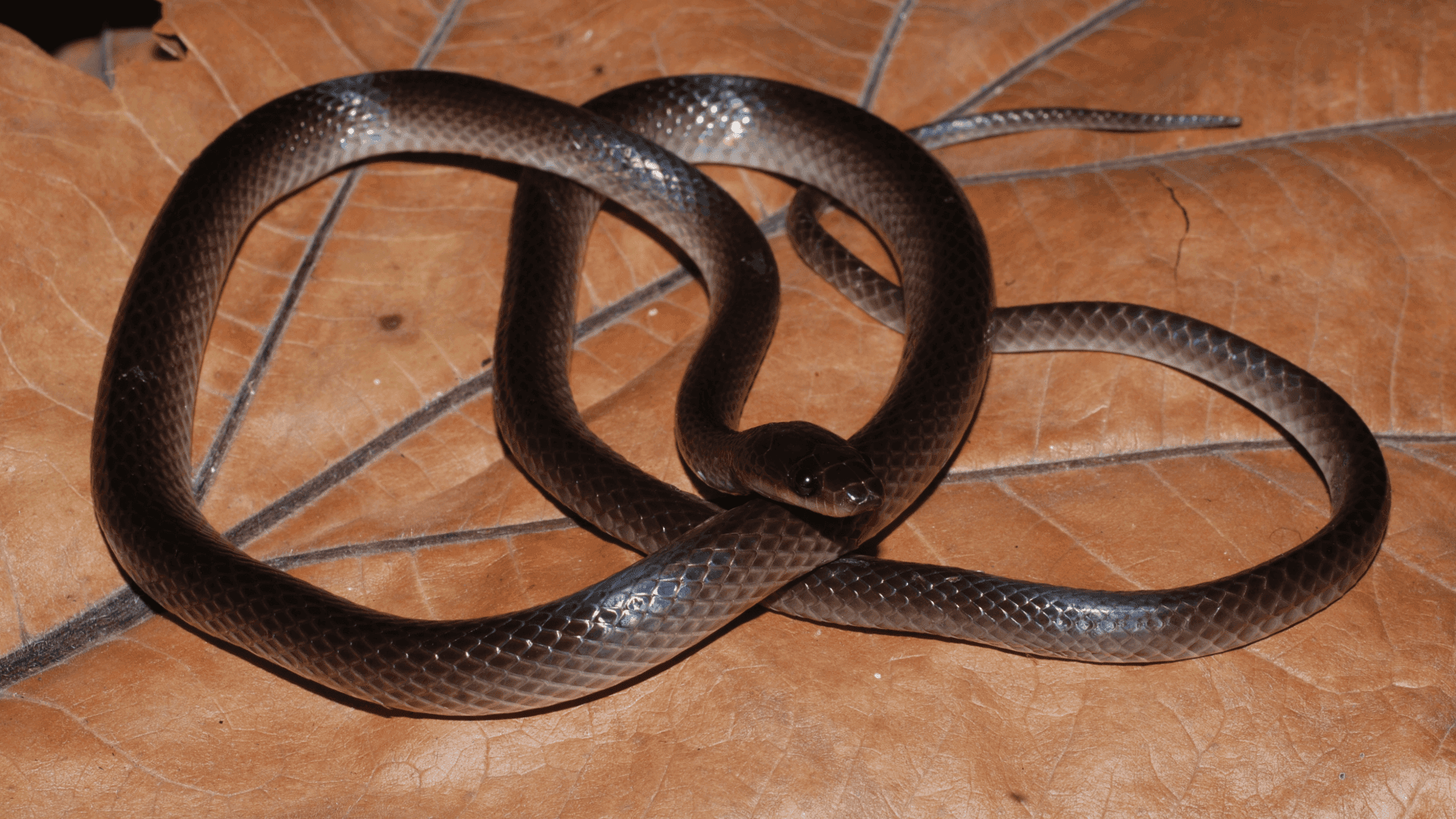 New snake species named after Slash of Guns N' Roses