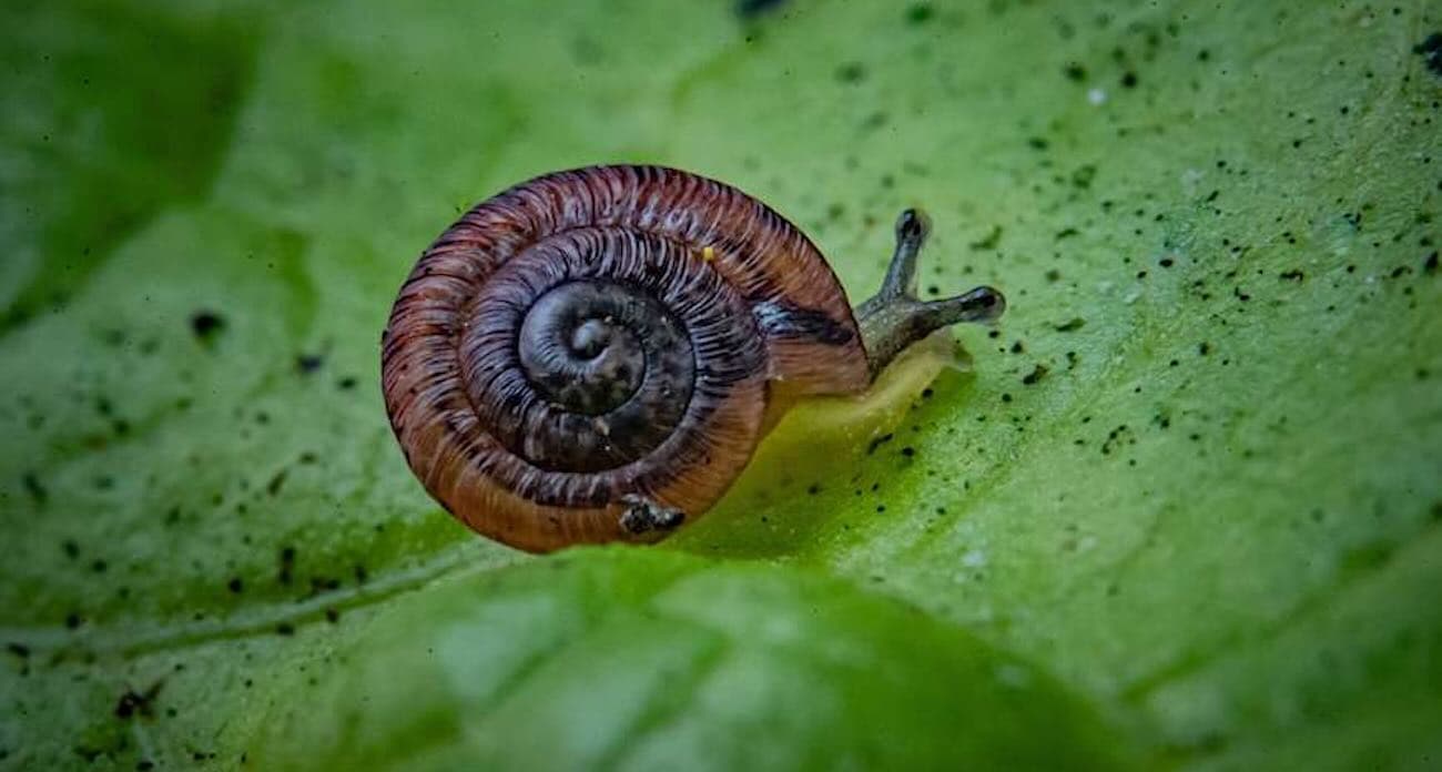 Zoo Rescues Snails From Brink of Extinction