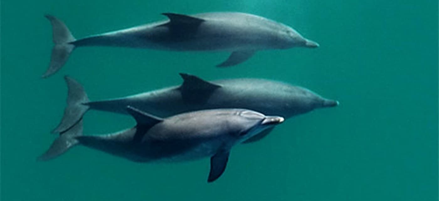Seawater DNA Reveals Hidden Dolphin Population Health