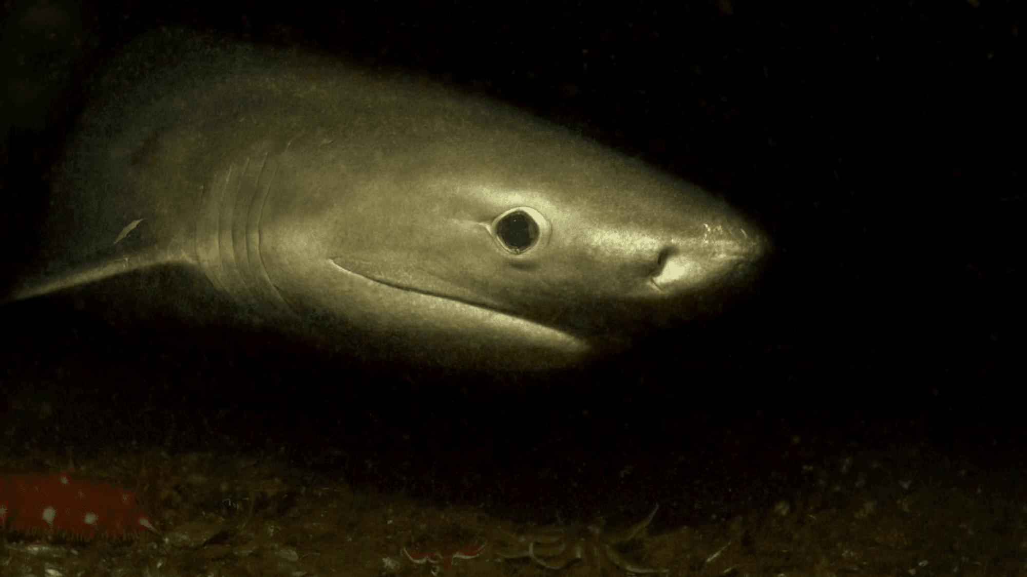 Ancient Sixgill Sharks: Puget Sound's Living Dinosaur Survivors