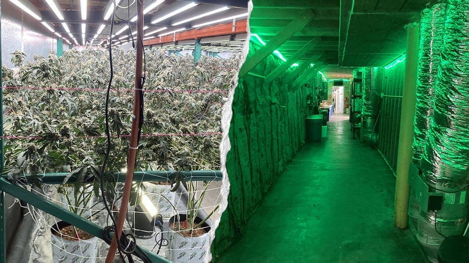 California torches $104M illegal pot empire in historic bust