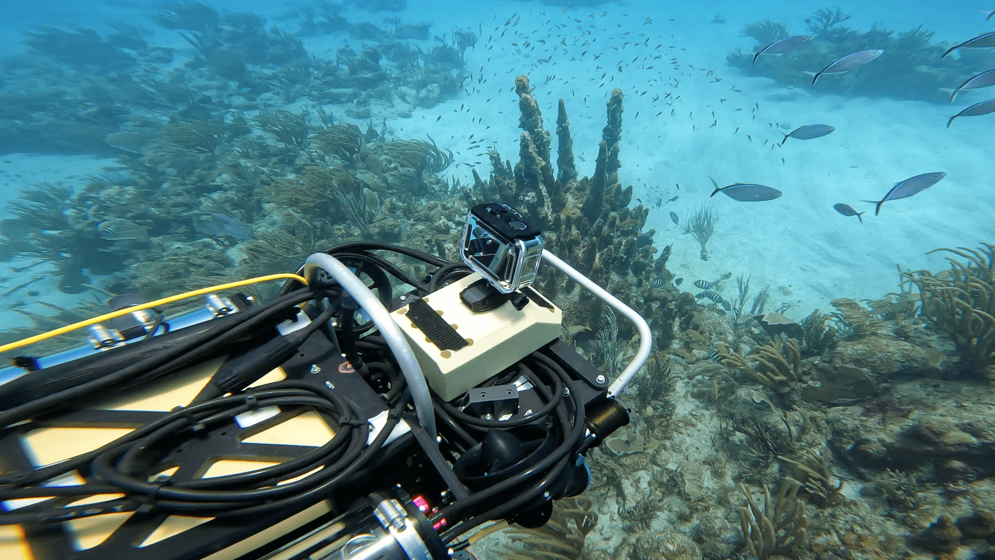 Meet the Shape-Shifting Robot Rescuing Coral Reefs