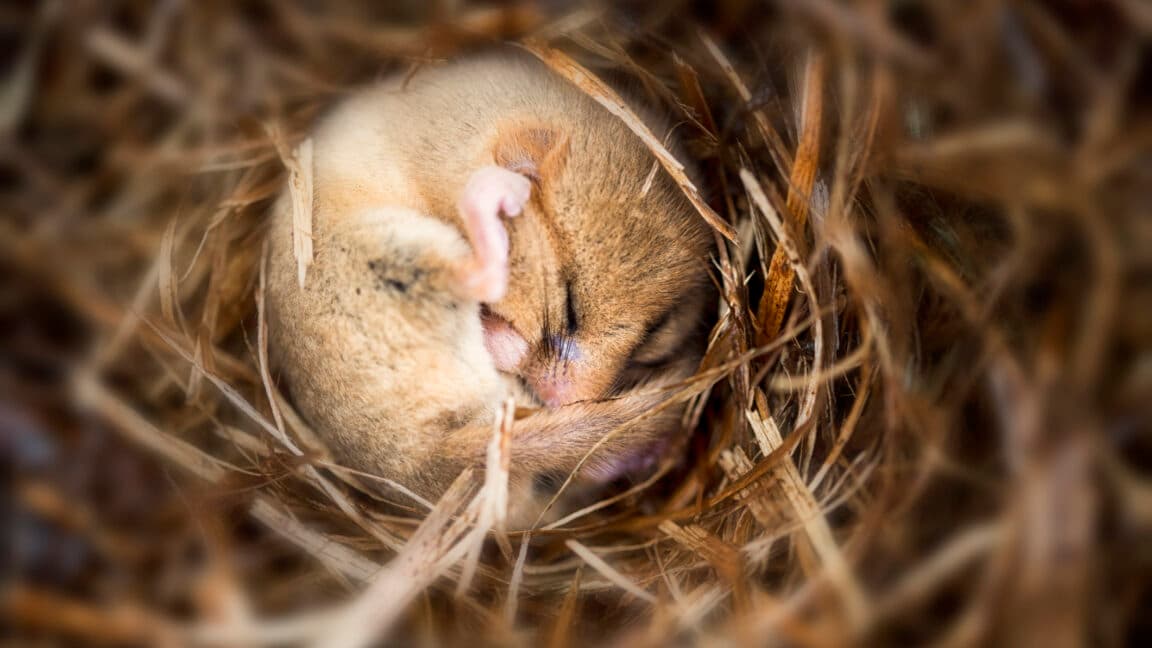Hibernation Erases Brain Connections in Mice—What It Means