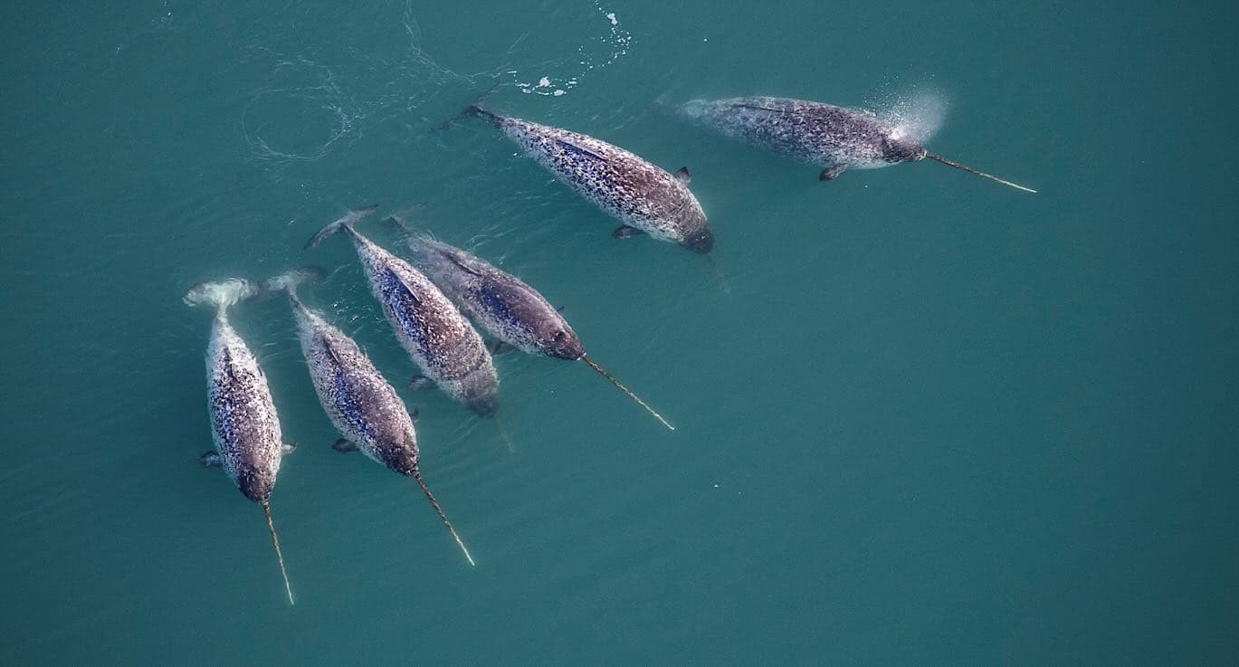 X-Rays Unlock Narwhal Tusk's Geometric Mystery
