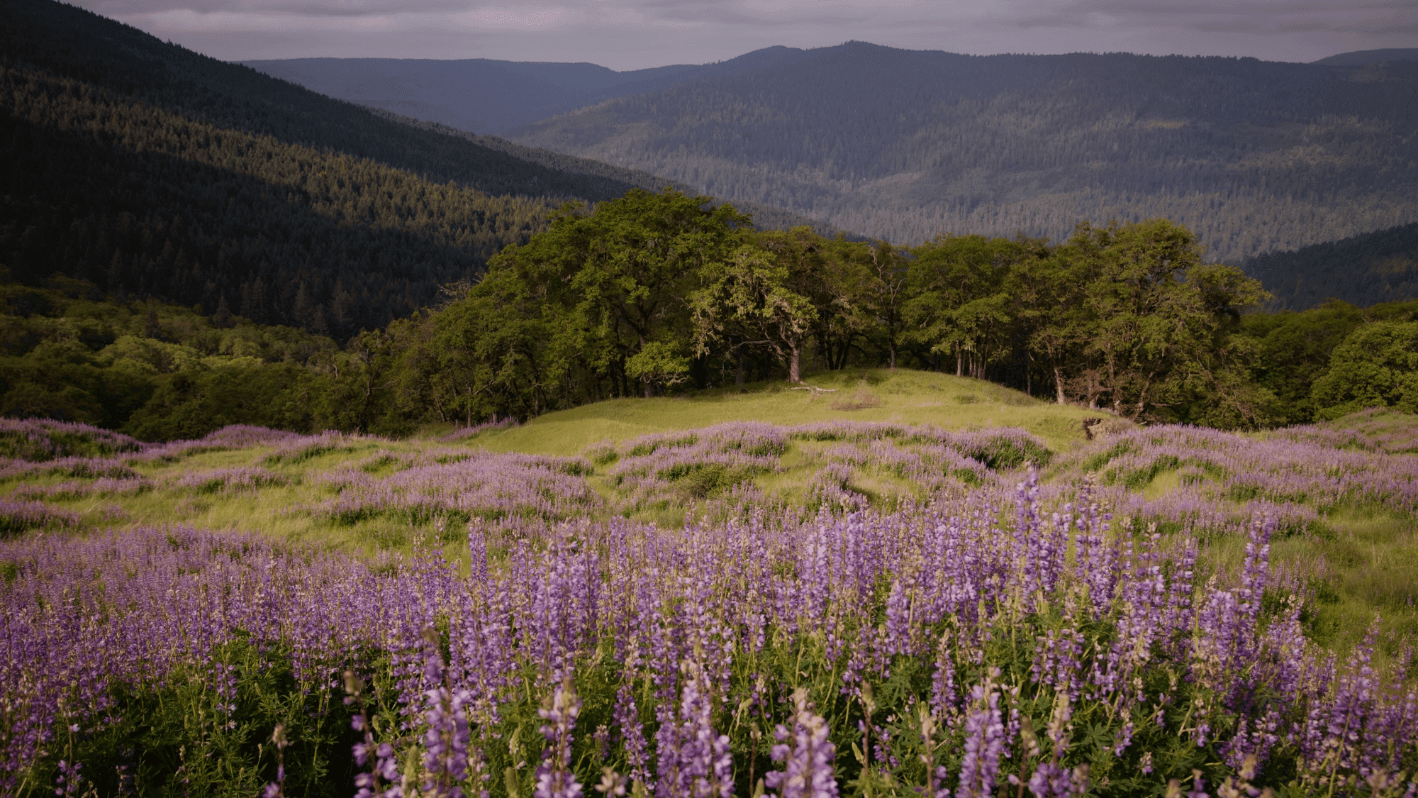 Purple wildflowers paint Redwood's hills in spectacular bloom